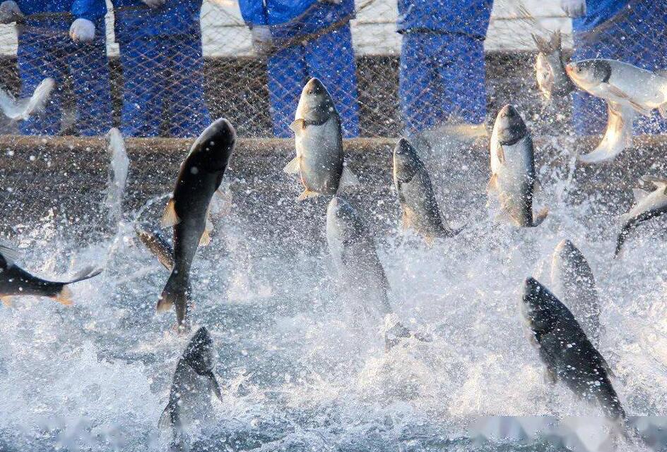 传统经验式养殖该淘汰了,温控设备智能水产养殖时代到来!(图2) QQ截图20230215144805.jpg