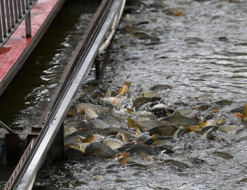 传统经验式养殖该淘汰了,温控设备智能水产养殖时代到来!(图3) QQ截图20230215144841.jpg